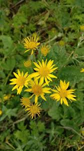 Attēlu rezultāti vaicājumam “Aphis jacobaeae”