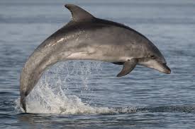Afbeeldingsresultaat voor dolfijnen