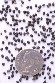 Attēlu rezultāti vaicājumam “Stachys palustris bud”