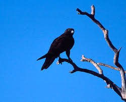 Image result for Falcons Black