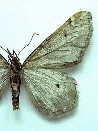 Attēlu rezultāti vaicājumam “Alsophila aescularia”