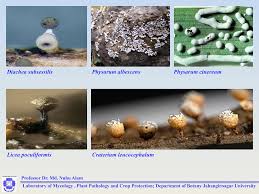 Attēlu rezultāti vaicājumam “Craterium leucocephalum spores”