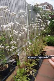 Attēlu rezultāti vaicājumam “Valeriana officinalis flower”