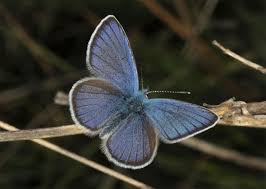Attēlu rezultāti vaicājumam “Cyaniris semiargus male”
