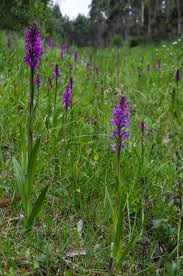 Attēlu rezultāti vaicājumam “Dactylorhiza”