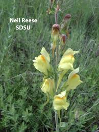 Image result for Linaria vulgaris
