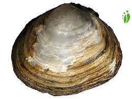 Attēlu rezultāti vaicājumam “Macoma baltica”