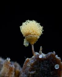 Attēlu rezultāti vaicājumam “Hemitrichia calyculata”