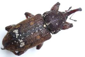 Attēlu rezultāti vaicājumam “Pissodes piniphilus”