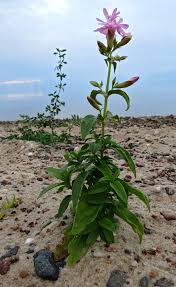 Attēlu rezultāti vaicājumam “xComagaria rosea”