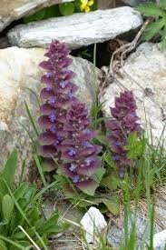 Attēlu rezultāti vaicājumam “Ajuga pyramidalis leaf”
