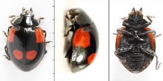 Attēlu rezultāti vaicājumam “Adalia bipunctata”