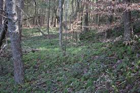 Attēlu rezultāti vaicājumam “Lignydium muscorum young”