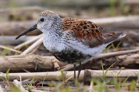 Attēlu rezultāti vaicājumam “Calidris”
