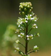 Attēlu rezultāti vaicājumam “Lepidium densiflorum flower”