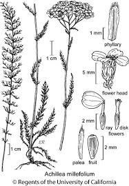 Image result for Achillea millefolium