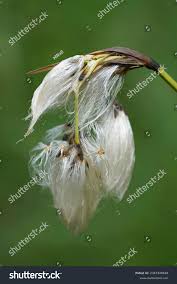 Attēlu rezultāti vaicājumam “Eriophorum latifolium flower”