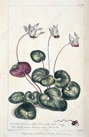Image result for Cyclamen persicum