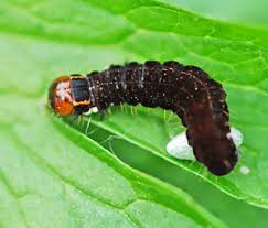 Attēlu rezultāti vaicājumam “Phylloneta cocoon”