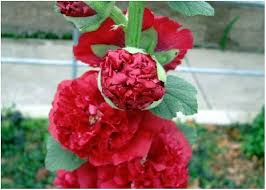 Image result for Stockrose