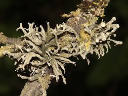 Attēlu rezultāti vaicājumam “Ramalina fastigiata”