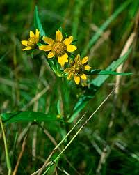 Attēlu rezultāti vaicājumam “Bidens cernua”
