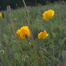 Image result for Alpenmohn