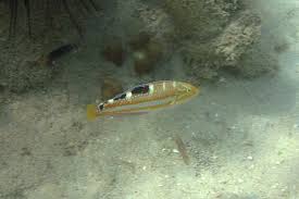 Image result for Halichoeres radiatus