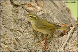 Image result for Phylloscopus borealis