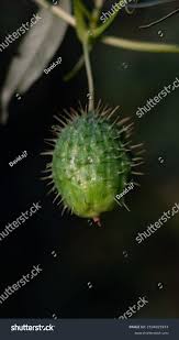 Attēlu rezultāti vaicājumam “Echinocystis lobata fruit”