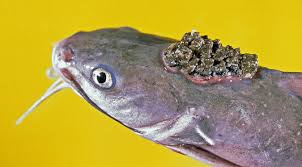 Image result for Ariopsis felis