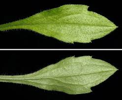 Attēlu rezultāti vaicājumam “Erigeron annuus leaf”