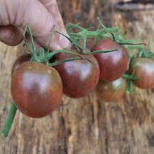 Afbeeldingsresultaat voor black cherry tomato