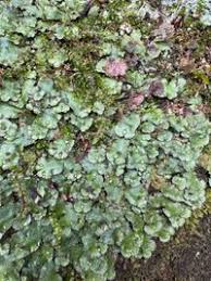 Attēlu rezultāti vaicājumam “Reboulia hemisphaerica”