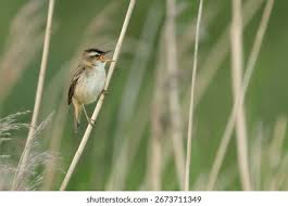 Attēlu rezultāti vaicājumam “Acrocephalus schoenobaenus”