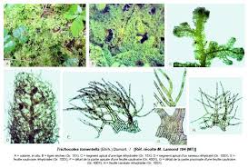 Attēlu rezultāti vaicājumam “Trichocolea tomentella”