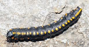 Attēlu rezultāti vaicājumam “Cucullia lucifuga larva”