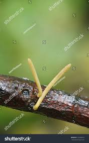 Attēlu rezultāti vaicājumam “Macrotyphula fistulosa”