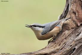 Attēlu rezultāti vaicājumam “Sitta europaea male”