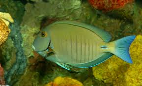 Image result for Acanthurus chirurgus