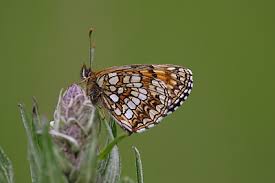 Attēlu rezultāti vaicājumam “Melitaea diamina underside”