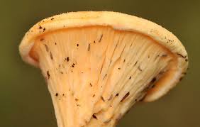 Attēlu rezultāti vaicājumam “Hygrophoropsis aurantiaca”