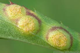 Attēlu rezultāti vaicājumam “Claustria didermoides spores”