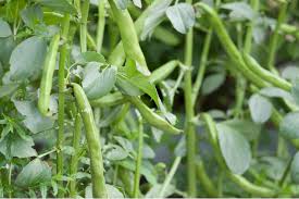 Image result for Dicke Bohnen