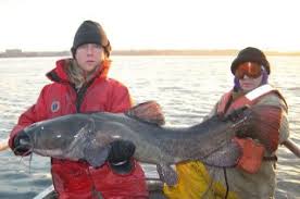 Image result for Pylodictis olivaris