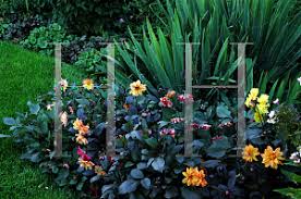 Image result for Dahlia `Red Skin`