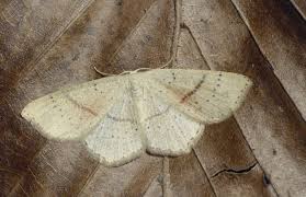 Attēlu rezultāti vaicājumam “Cyclophora punctaria”