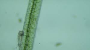 Attēlu rezultāti vaicājumam “Licea testudinacea young”