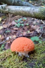 Attēlu rezultāti vaicājumam “Tubifera ferruginosa (subsp. ferruginosa)”