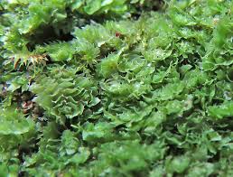 Attēlu rezultāti vaicājumam “Lophozia incisa”